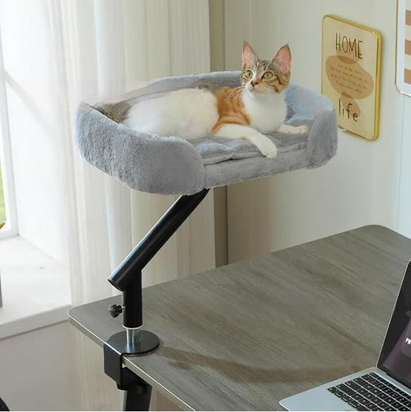 Pet Cat Climbing